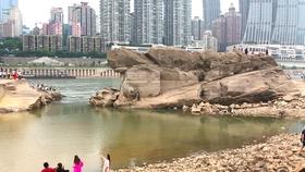 禹城：培育龙头企业打造优质畜产品供应基地